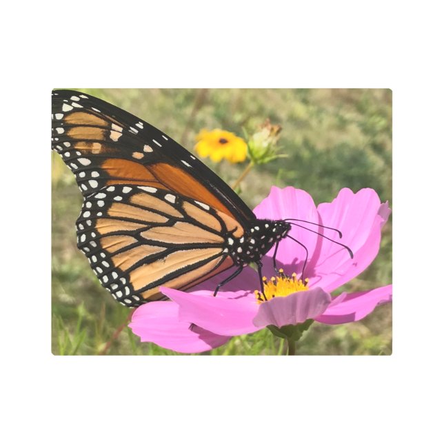 Selden Butterfly 2925 Metal Print (Front)