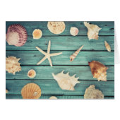 Selection Of Seashells (Front Horizontal)