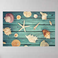 Selection Of Seashells