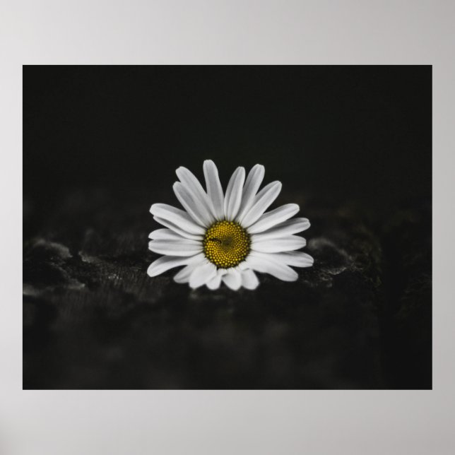 SELECTIVE COLOR PHOTO OF WHITE DAISY POSTER (Front)