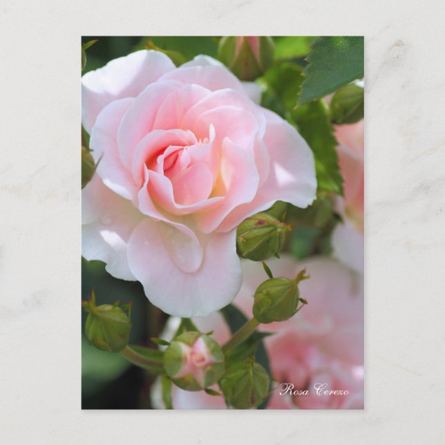 Selesso Postcard (Front)