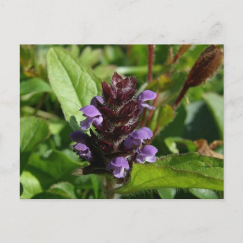 Self_heal Medicinal Plant Unalaska Island Postcard