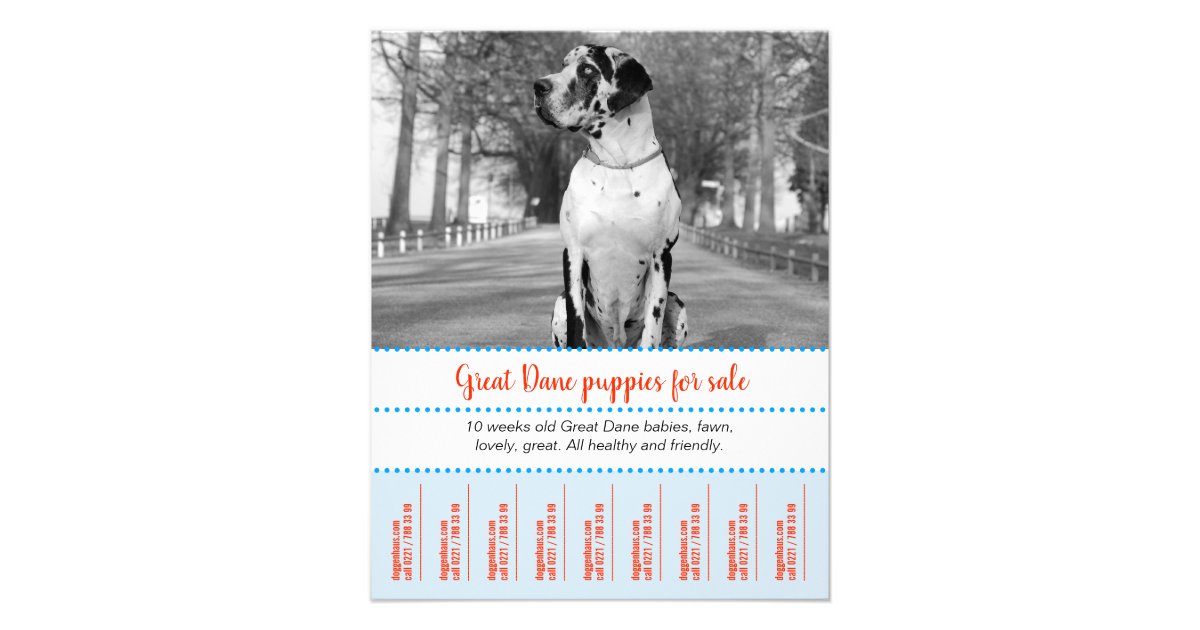 Selling Puppies Flyer