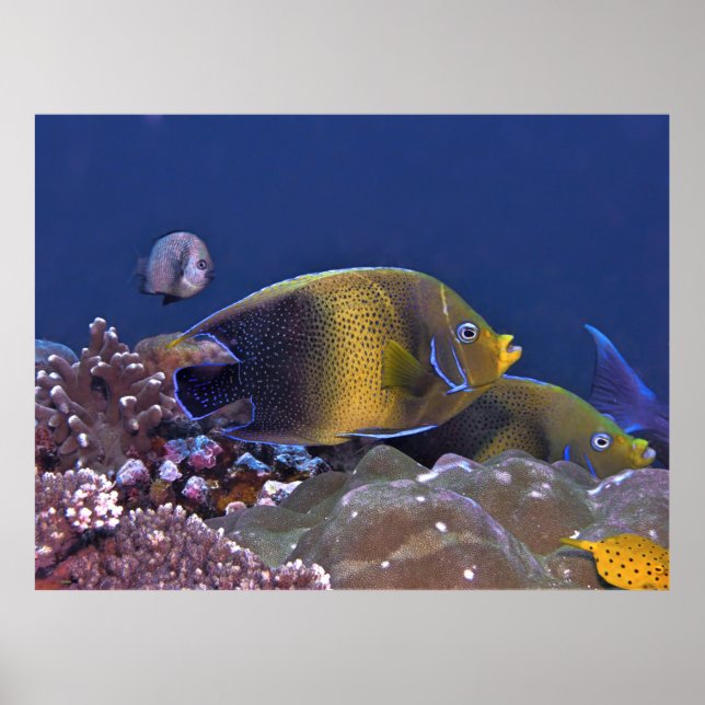 Semicircle Angelfish Poster (Front)