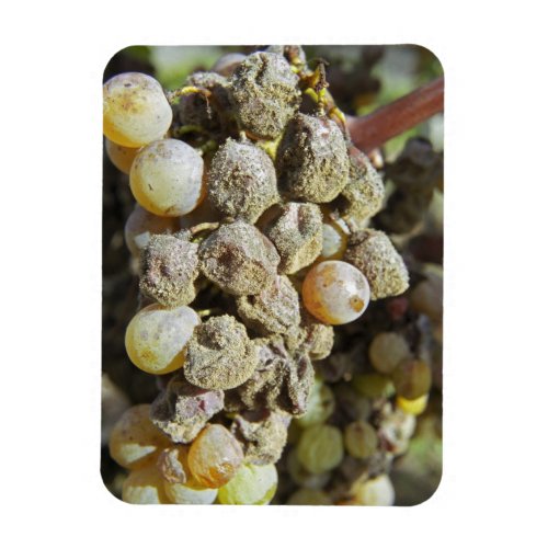 Semillon grapes with noble rot at harvest time magnet