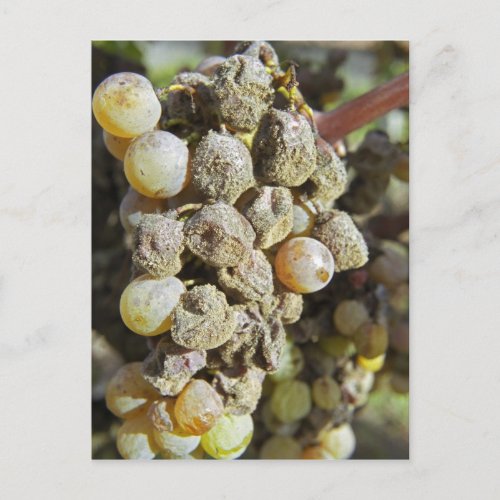 Semillon grapes with noble rot at harvest time postcard