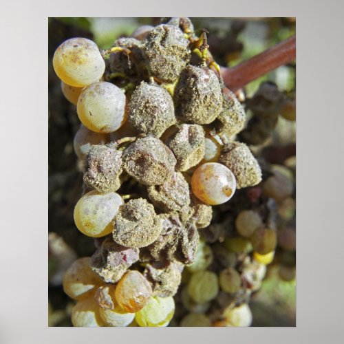 Semillon grapes with noble rot at harvest time poster
