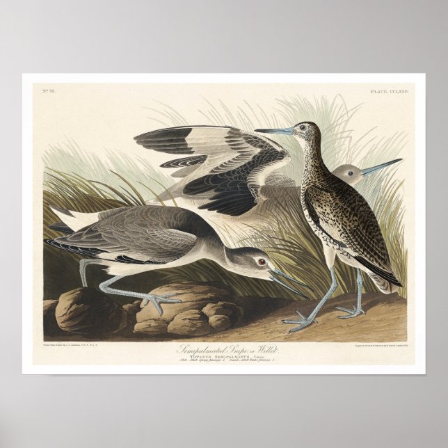 Semipalmated Snipe or Willet by Audubon Poster (Front)