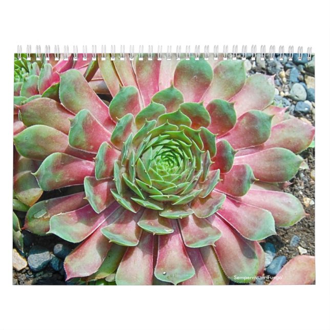 Sempervivum and Jovibarba Calendar (Cover)