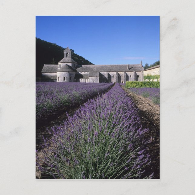 Senanque Abbey, Gordes, Vaucluse, Provence, Postcard (Front)