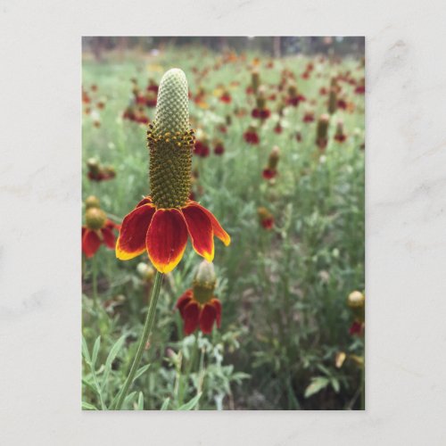 Send An Upright Prairie Coneflower Photograph  Postcard