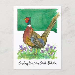 Sending Love South Dakota Pheasant Pasque Flower Postcard