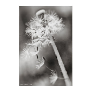Sending Out Wishes Acrylic Print