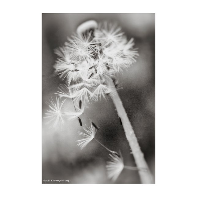 Sending Out Wishes Acrylic Print (Front)