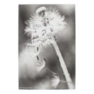 Sending Out Wishes Metal Print