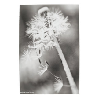 Sending Out Wishes Metal Print