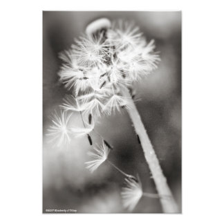 Sending Out Wishes Photo Print