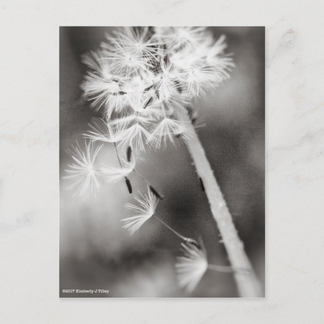 Sending Out Wishes Postcard (Front)