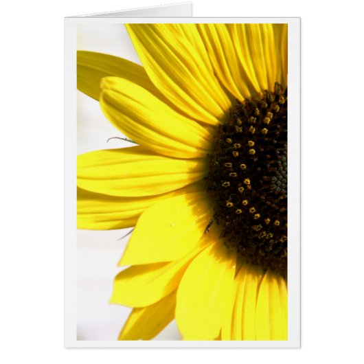 Sending some sunshine (Front)