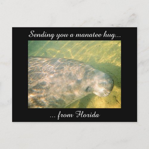 Sending You a Manatee Hug from Florida postcard