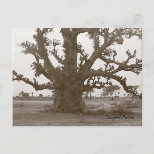 Senegal Baobab Tree Postcard