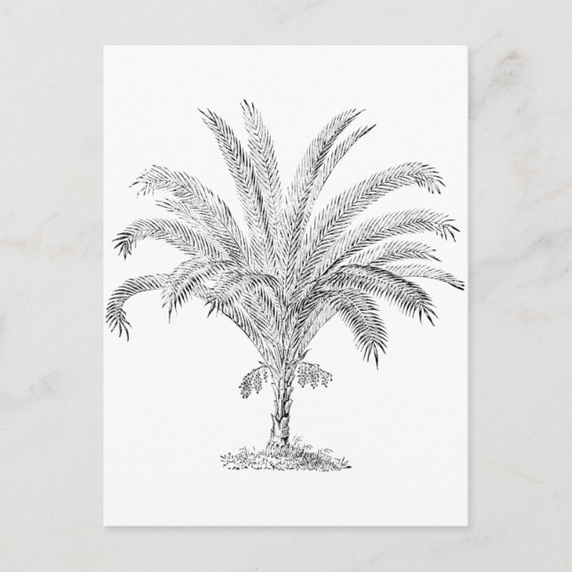 Senegal Date Palm Postcard (Front)