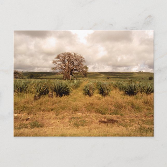 Senegal Landscape Postcard (Front)