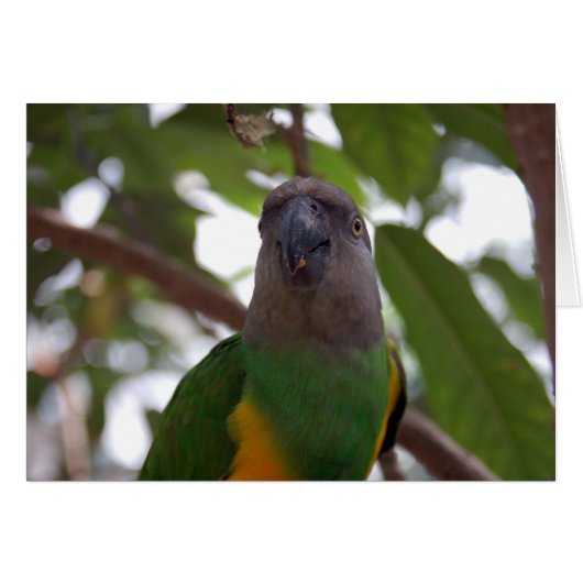Senegal Parrot Cards (Front Horizontal)
