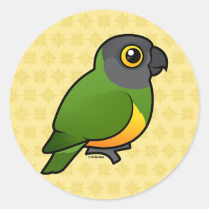 Senegal Parrot Classic Round Sticker