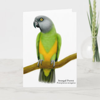 Senegal Parrot Greeting Card