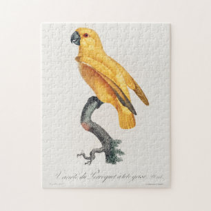 Senegal Parrot Jigsaw Puzzle