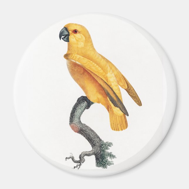 Senegal Parrot Magnet (Front)