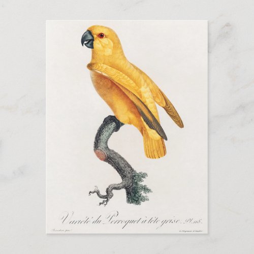 Senegal Parrot Postcard