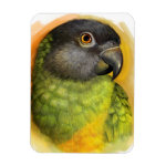Senegal Parrot Realistic Painting Magnet