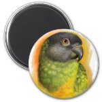 Senegal Parrot Realistic Painting Magnet