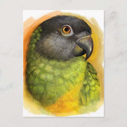 Senegal parrot realistic painting postcard