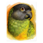 Senegal Parrot Realistic Painting Postcard