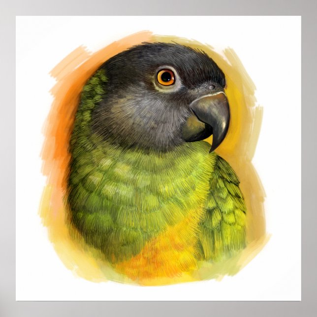 Senegal parrot realistic painting poster (Front)