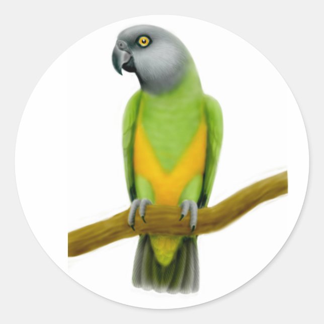 Senegal Parrot Sticker (Front)