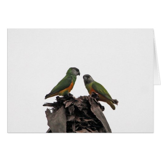 Senegal Parrots Cards (Front Horizontal)