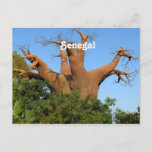 Senegal Postcard
