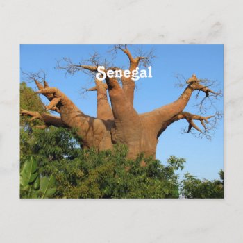 Senegal Postcard by GoingPlaces at Zazzle