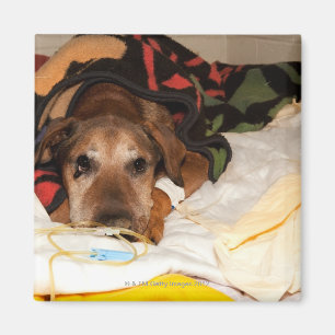 senior dog in the intensive care unit with a magnet