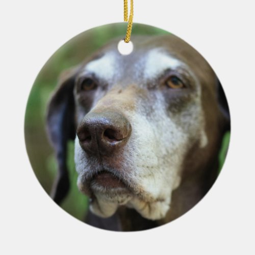 Senior German Pointer ornament