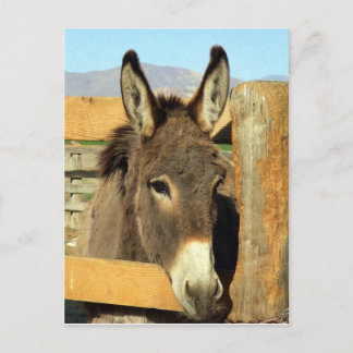Seno Burro Postcard