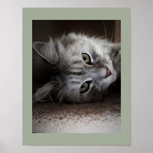 Sensational Siberian Cat Poster