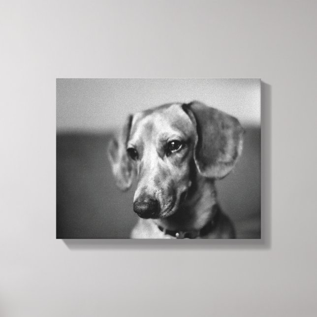 Sensitive Dachshund Canvas Print (Front)