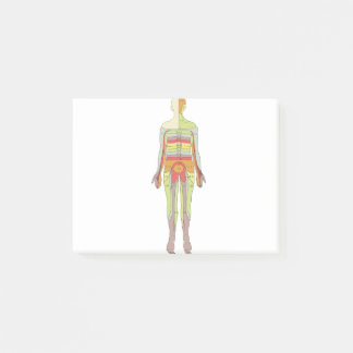 Sensory Dermatomes Neurology Post-it Notes