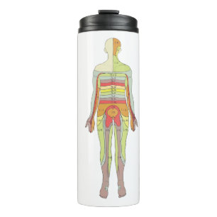 Sensory Dermatomes Neurology Thermal Tumbler