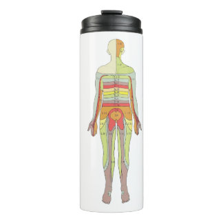 Sensory Dermatomes Neurology Thermal Tumbler